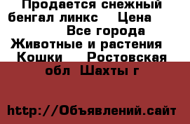 Продается снежный бенгал(линкс) › Цена ­ 25 000 - Все города Животные и растения » Кошки   . Ростовская обл.,Шахты г.